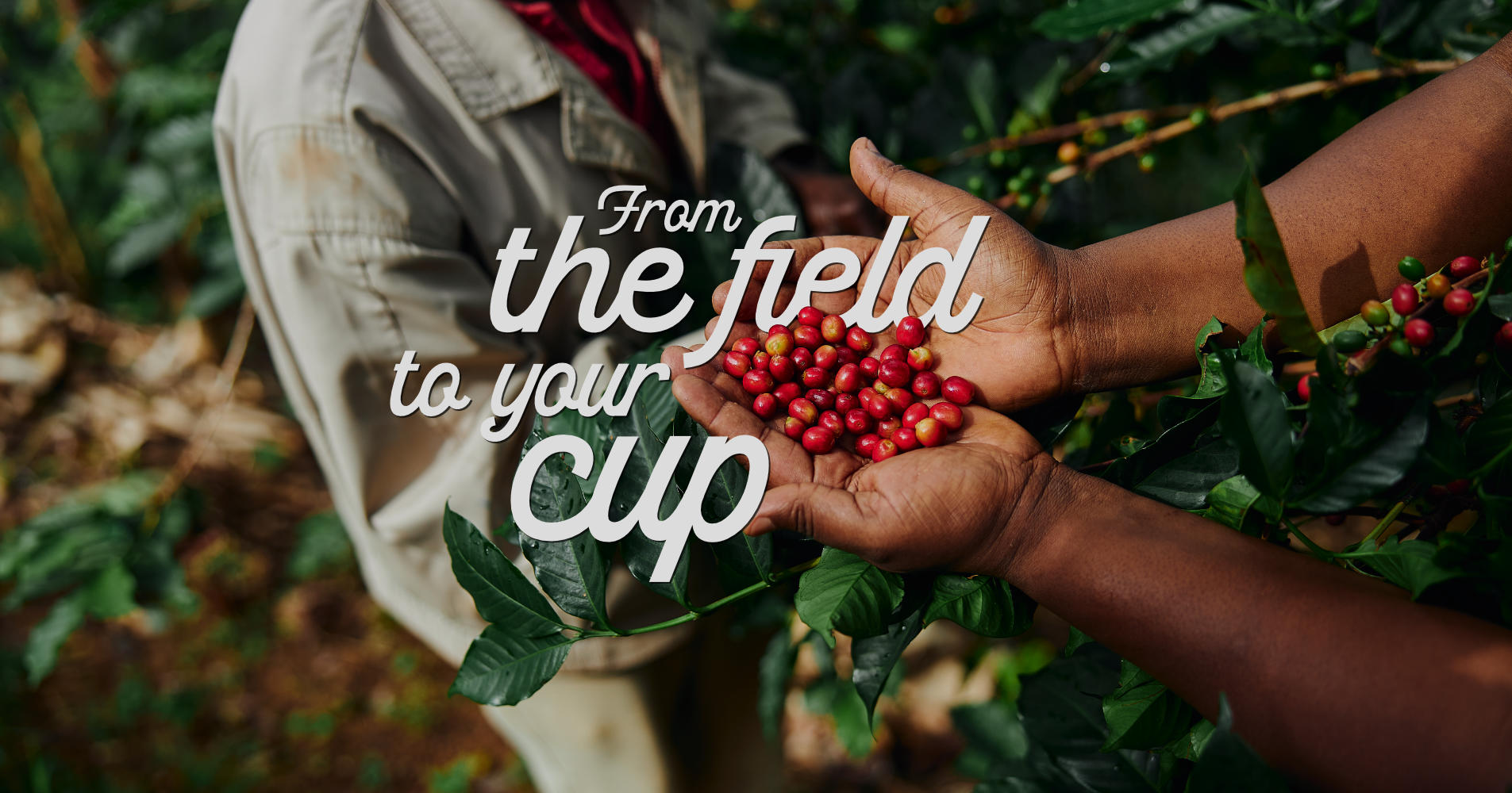 From the field to your cup